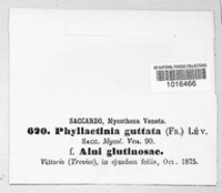 Phyllactinia guttata image